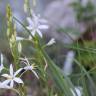 Fotografia 17 da espécie Anthericum liliago do Jardim Botânico UTAD