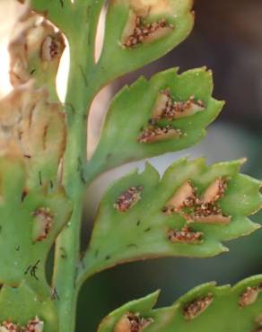 Fotografia 4 da espécie Asplenium obovatum subesp. billotii no Jardim Botânico UTAD