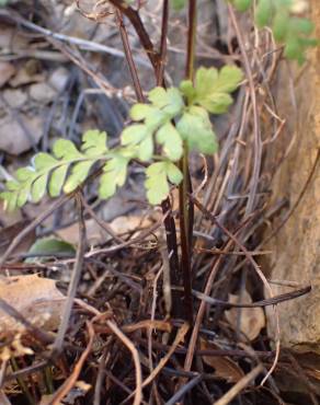 Fotografia 6 da espécie Asplenium obovatum subesp. billotii no Jardim Botânico UTAD