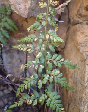 Fotografia 8 da espécie Asplenium obovatum subesp. billotii no Jardim Botânico UTAD