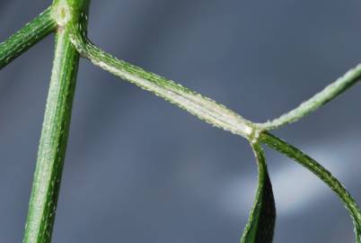 Fotografia da espécie Torilis arvensis subesp. elongata