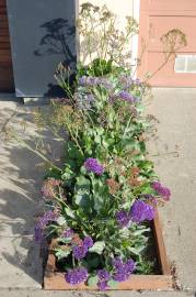 Fotografia da espécie Limonium perezii