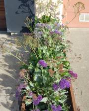 Fotografia da espécie Limonium perezii