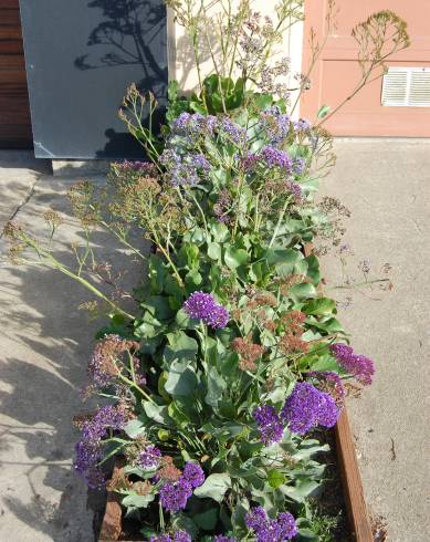 Fotografia de capa Limonium perezii - do Jardim Botânico