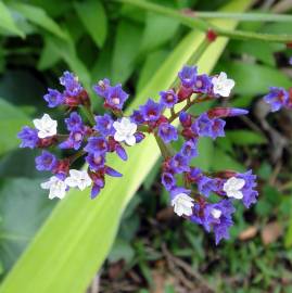 Fotografia da espécie Limonium perezii