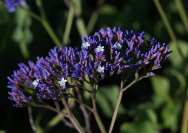 Fotografia da espécie Limonium perezii