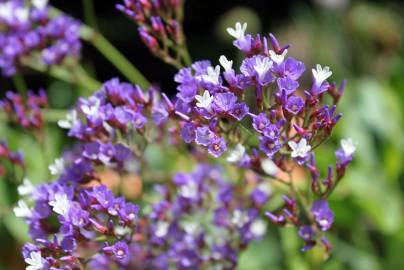 Fotografia da espécie Limonium perezii