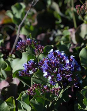 Fotografia 5 da espécie Limonium perezii no Jardim Botânico UTAD