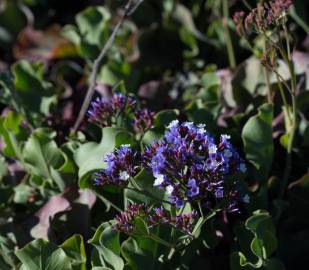 Fotografia da espécie Limonium perezii