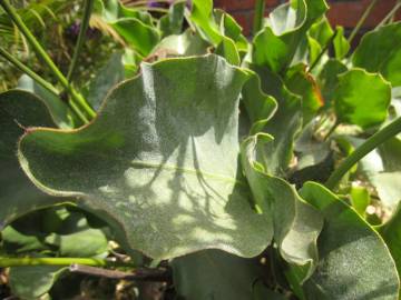 Fotografia da espécie Limonium perezii