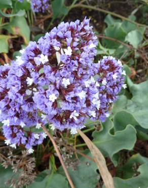Fotografia 7 da espécie Limonium perezii no Jardim Botânico UTAD