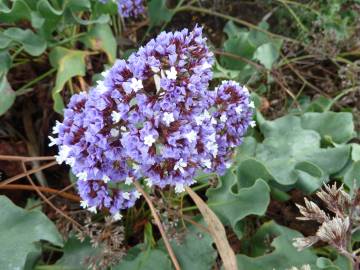 Fotografia da espécie Limonium perezii