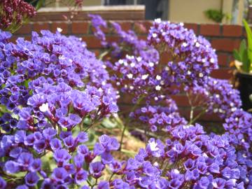 Fotografia da espécie Limonium perezii