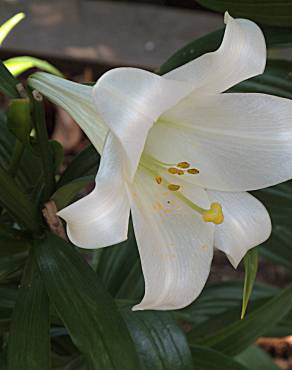 Fotografia 3 da espécie Lilium longiflorum no Jardim Botânico UTAD