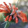 Fotografia 3 da espécie Leonotis leonurus do Jardim Botânico UTAD