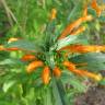 Fotografia 4 da espécie Leonotis leonurus do Jardim Botânico UTAD
