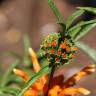 Fotografia 5 da espécie Leonotis leonurus do Jardim Botânico UTAD