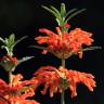 Fotografia 6 da espécie Leonotis leonurus do Jardim Botânico UTAD