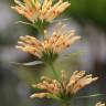 Fotografia 7 da espécie Leonotis leonurus do Jardim Botânico UTAD