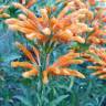 Fotografia 8 da espécie Leonotis leonurus do Jardim Botânico UTAD