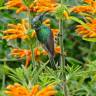 Fotografia 9 da espécie Leonotis leonurus do Jardim Botânico UTAD