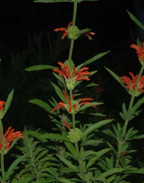 Fotografia 10 da espécie Leonotis leonurus no Jardim Botânico UTAD