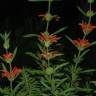 Fotografia 10 da espécie Leonotis leonurus do Jardim Botânico UTAD