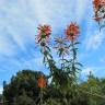 Fotografia 11 da espécie Leonotis leonurus do Jardim Botânico UTAD