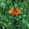 Fotografia 12 da espécie Leonotis leonurus do Jardim Botânico UTAD