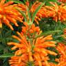 Fotografia 13 da espécie Leonotis leonurus do Jardim Botânico UTAD
