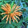 Fotografia 14 da espécie Leonotis leonurus do Jardim Botânico UTAD