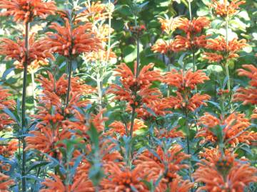 Fotografia da espécie Leonotis leonurus
