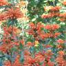 Fotografia 16 da espécie Leonotis leonurus do Jardim Botânico UTAD