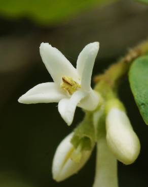 Fotografia 1 da espécie Ligustrum obtusifolium no Jardim Botânico UTAD