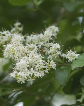 Fotografia 3 da espécie Ligustrum obtusifolium no Jardim Botânico UTAD