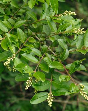 Fotografia 4 da espécie Ligustrum obtusifolium no Jardim Botânico UTAD