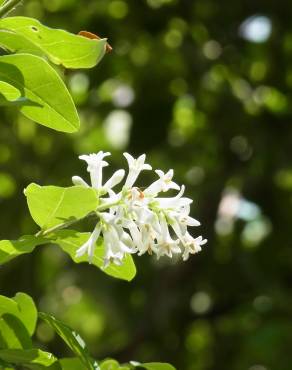 Fotografia 6 da espécie Ligustrum obtusifolium no Jardim Botânico UTAD