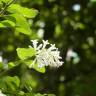 Fotografia 6 da espécie Ligustrum obtusifolium do Jardim Botânico UTAD