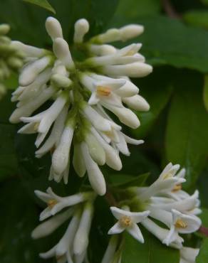 Fotografia 8 da espécie Ligustrum obtusifolium no Jardim Botânico UTAD