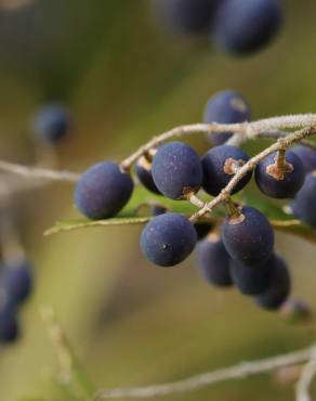 Fotografia 10 da espécie Ligustrum obtusifolium no Jardim Botânico UTAD