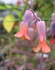 Bryophyllum fedtschenkoi