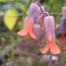 Fotografia 1 da espécie Bryophyllum fedtschenkoi do Jardim Botânico UTAD