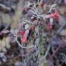 Fotografia 3 da espécie Bryophyllum fedtschenkoi do Jardim Botânico UTAD