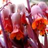 Fotografia 5 da espécie Bryophyllum fedtschenkoi do Jardim Botânico UTAD