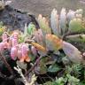 Fotografia 12 da espécie Bryophyllum fedtschenkoi do Jardim Botânico UTAD