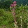 Fotografia 13 da espécie Bryophyllum fedtschenkoi do Jardim Botânico UTAD