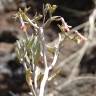 Fotografia 7 da espécie Kalanchoe daigremontiana do Jardim Botânico UTAD