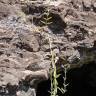 Fotografia 8 da espécie Kalanchoe daigremontiana do Jardim Botânico UTAD