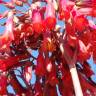 Fotografia 10 da espécie Kalanchoe daigremontiana do Jardim Botânico UTAD