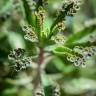 Fotografia 15 da espécie Kalanchoe daigremontiana do Jardim Botânico UTAD